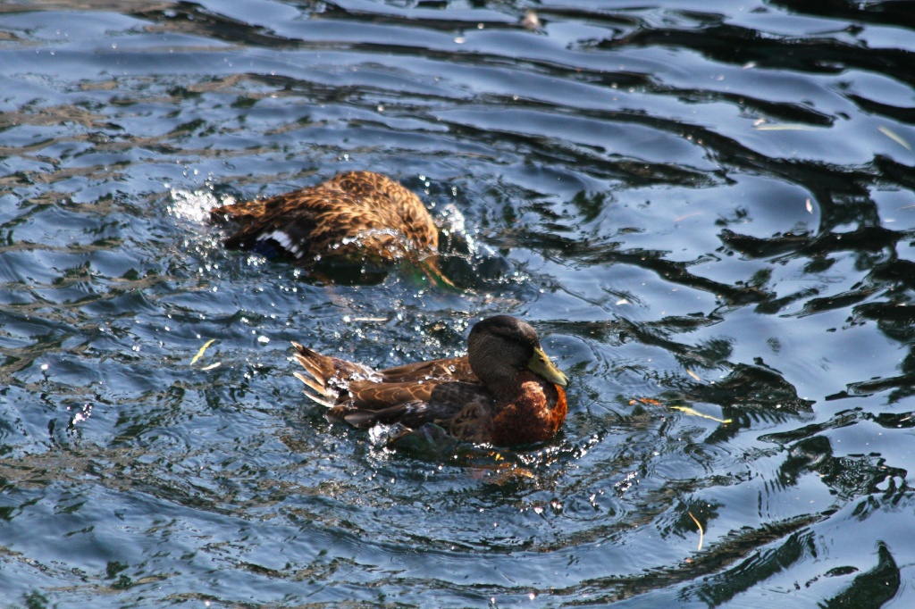 ������� ��������CAMC2714.jpg